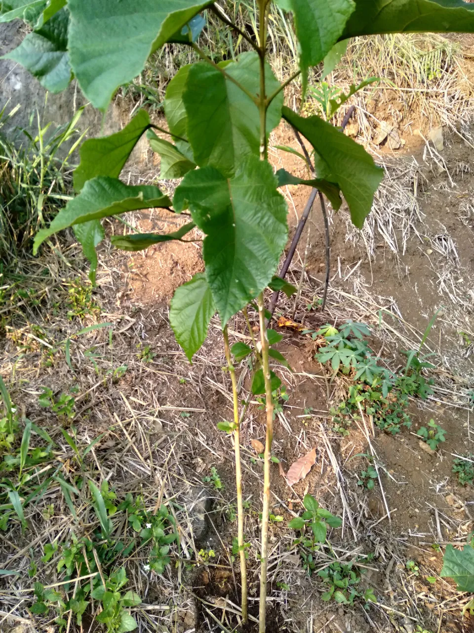 IMG20200828070034.jpg