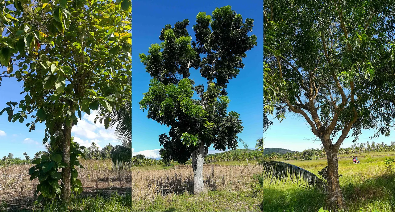 Trees to Cut