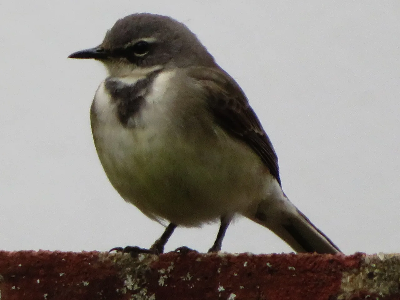 8458Wagtail.JPG