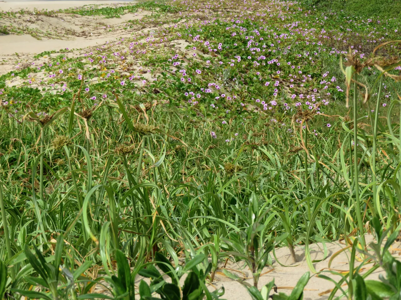 0965Flowers.JPG