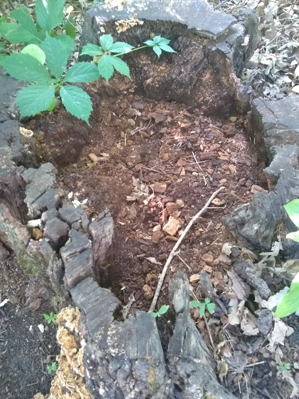 hollow tree.jpg