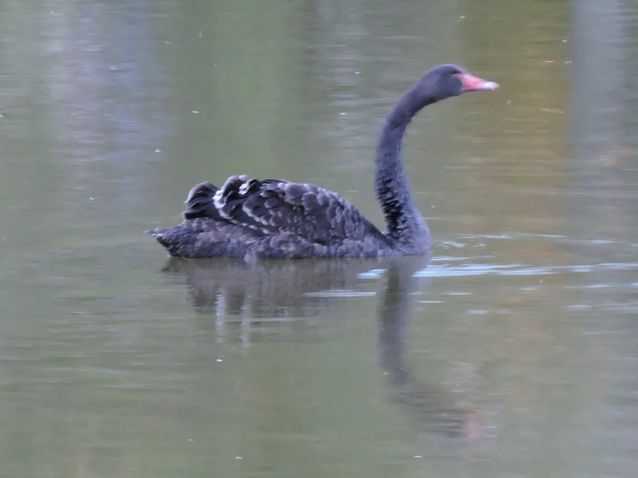 Black Swans 2.JPG