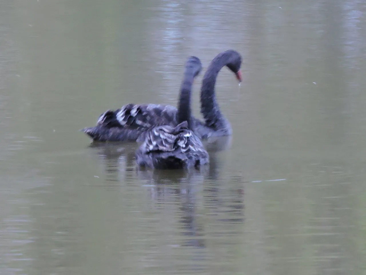 Black Swans 4.JPG