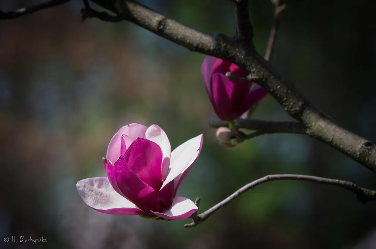 IMGP8475Edit2.jpg