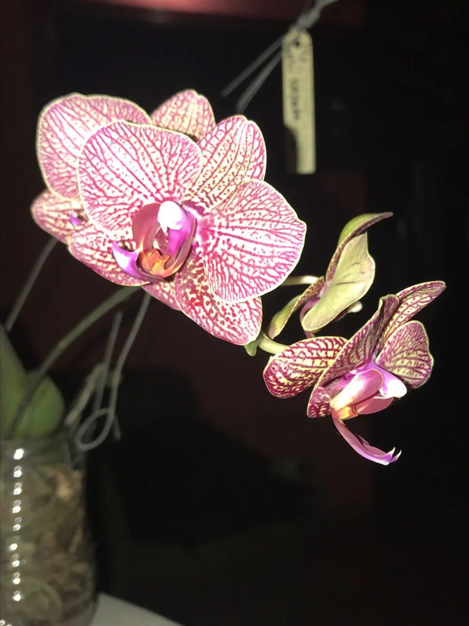 phalaenopsis.jpg