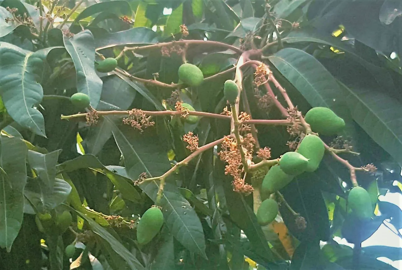 Mangoes2.jpg