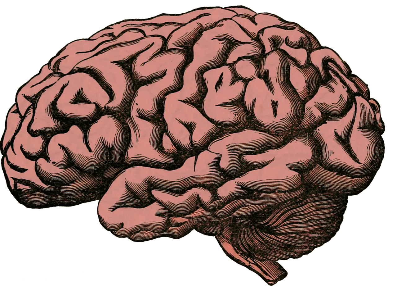 brain512758.png