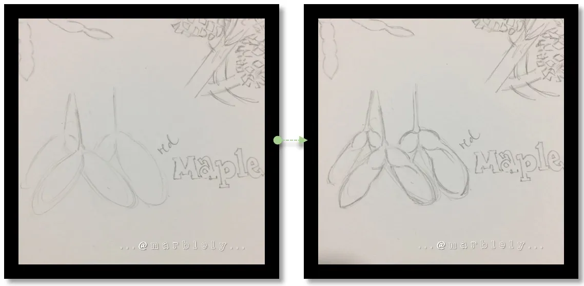 sketchmaple.jpg