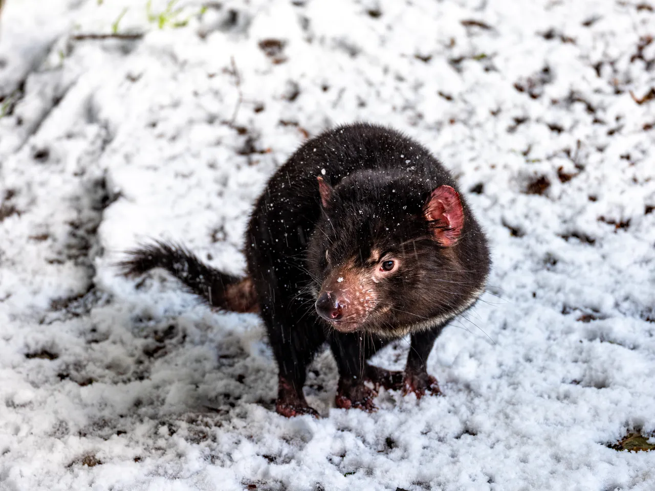 Tasmanian Devil