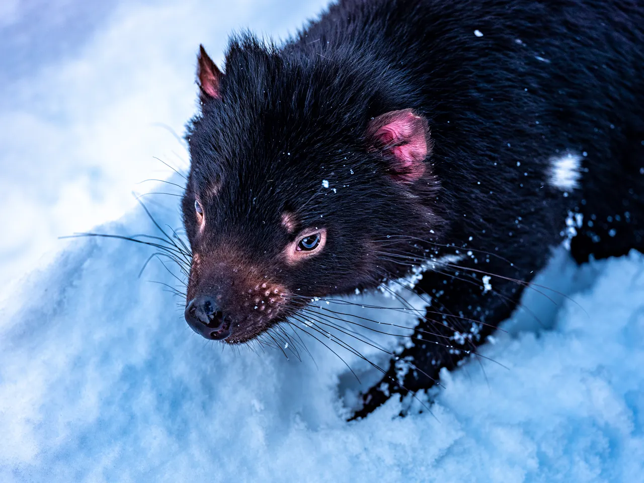 Tasmanian Devil