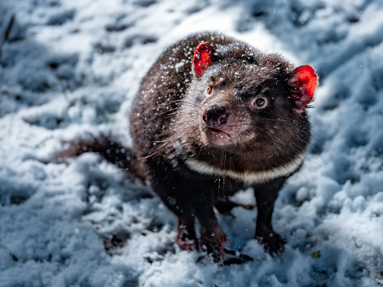 Tasmanian Devil