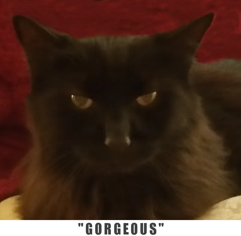 Gorgeous0.png