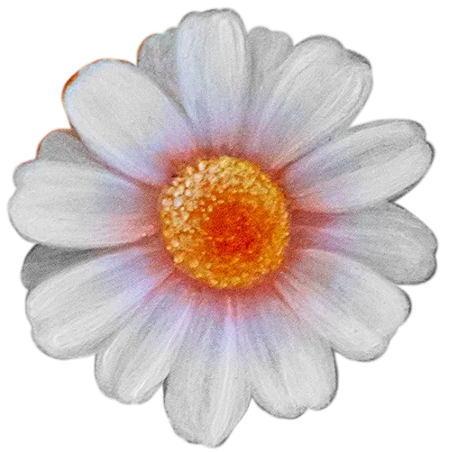 daisy.png