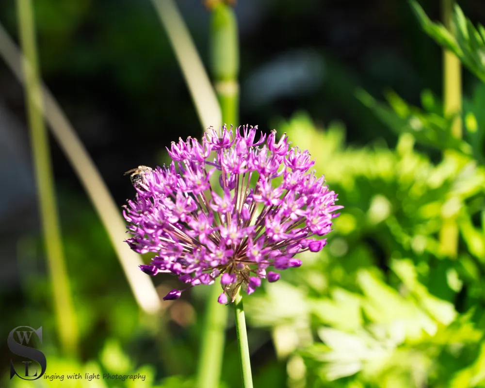 1 flowers.jpg