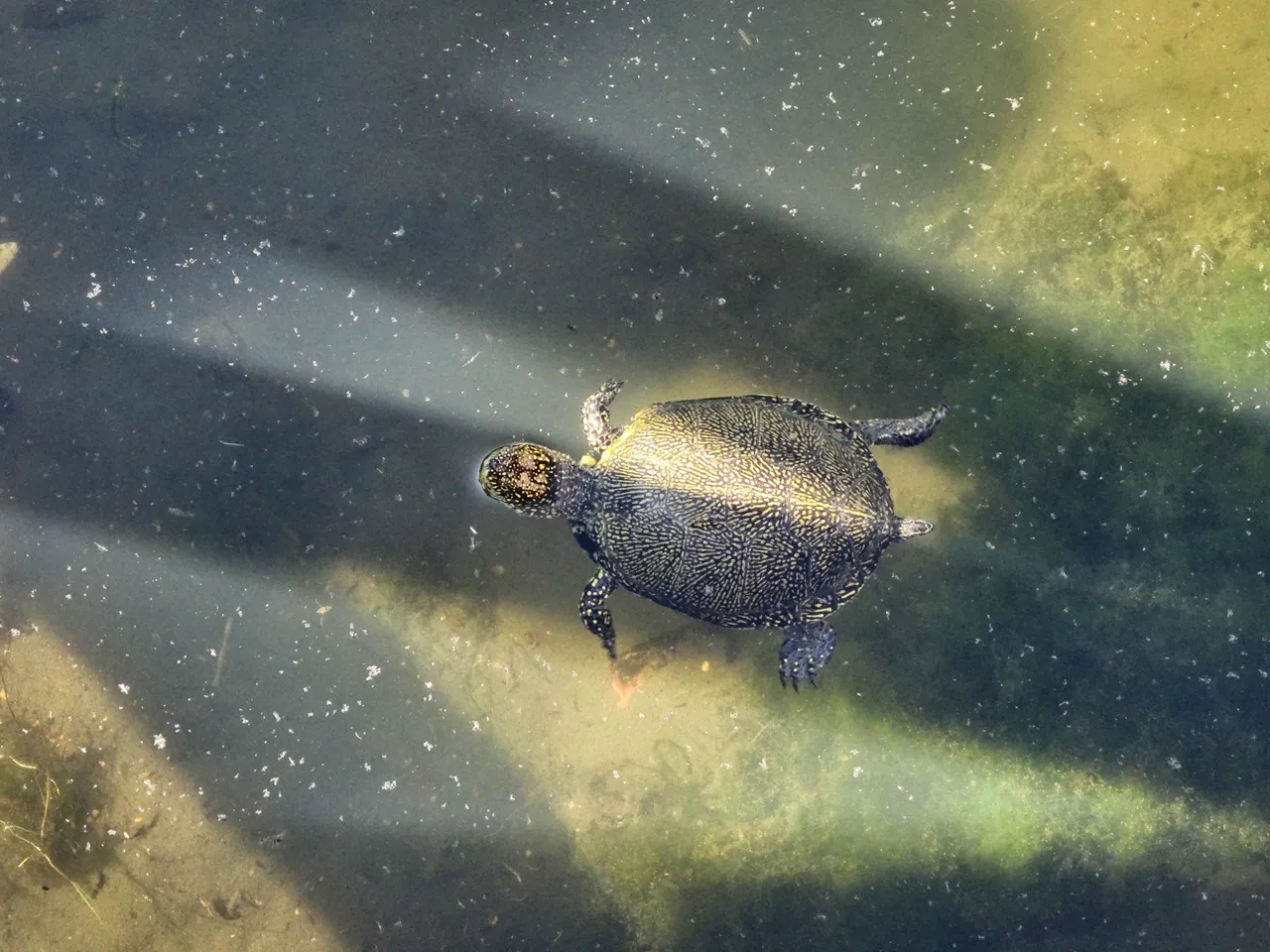 A turtle in the Trojan’s pool