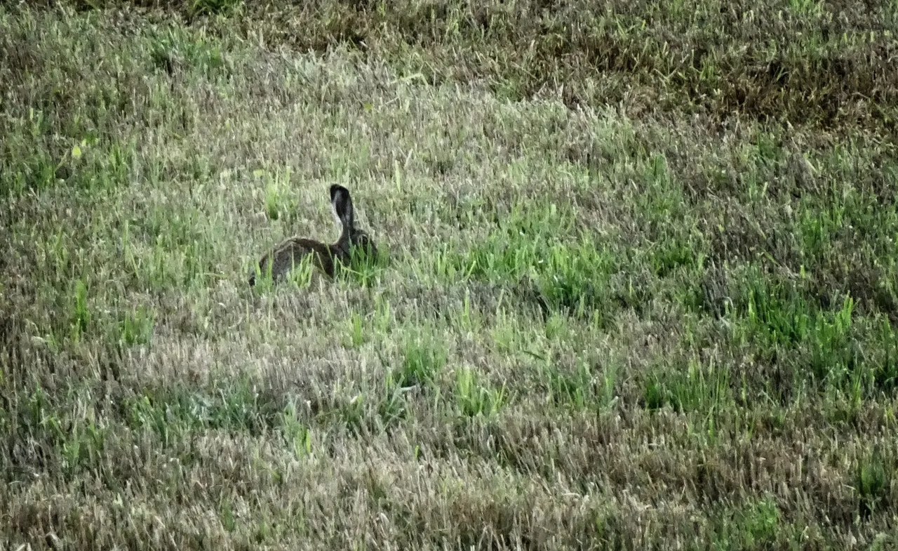 The wildlife: A Rabbit