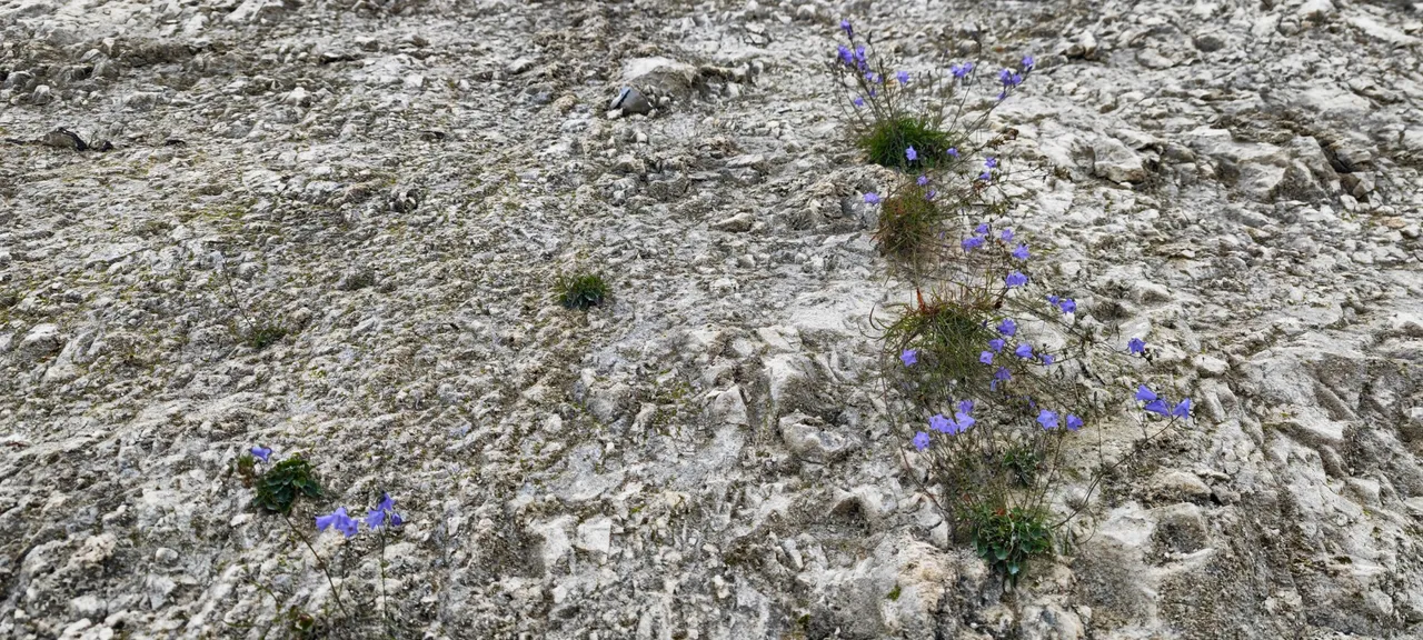 Flowers on the chalk