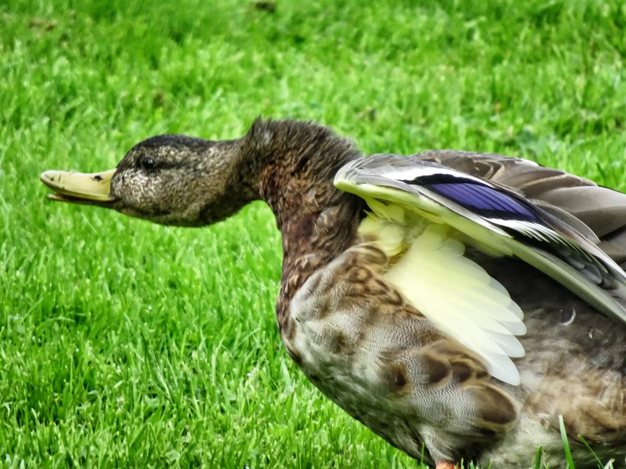 Wildlife at Liselund Garden