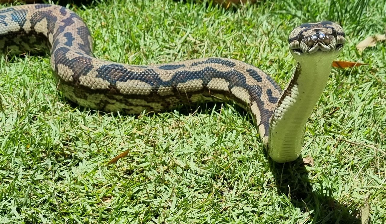 Looks like the Harry Potter snake Nagini but without the big, scary fangs.