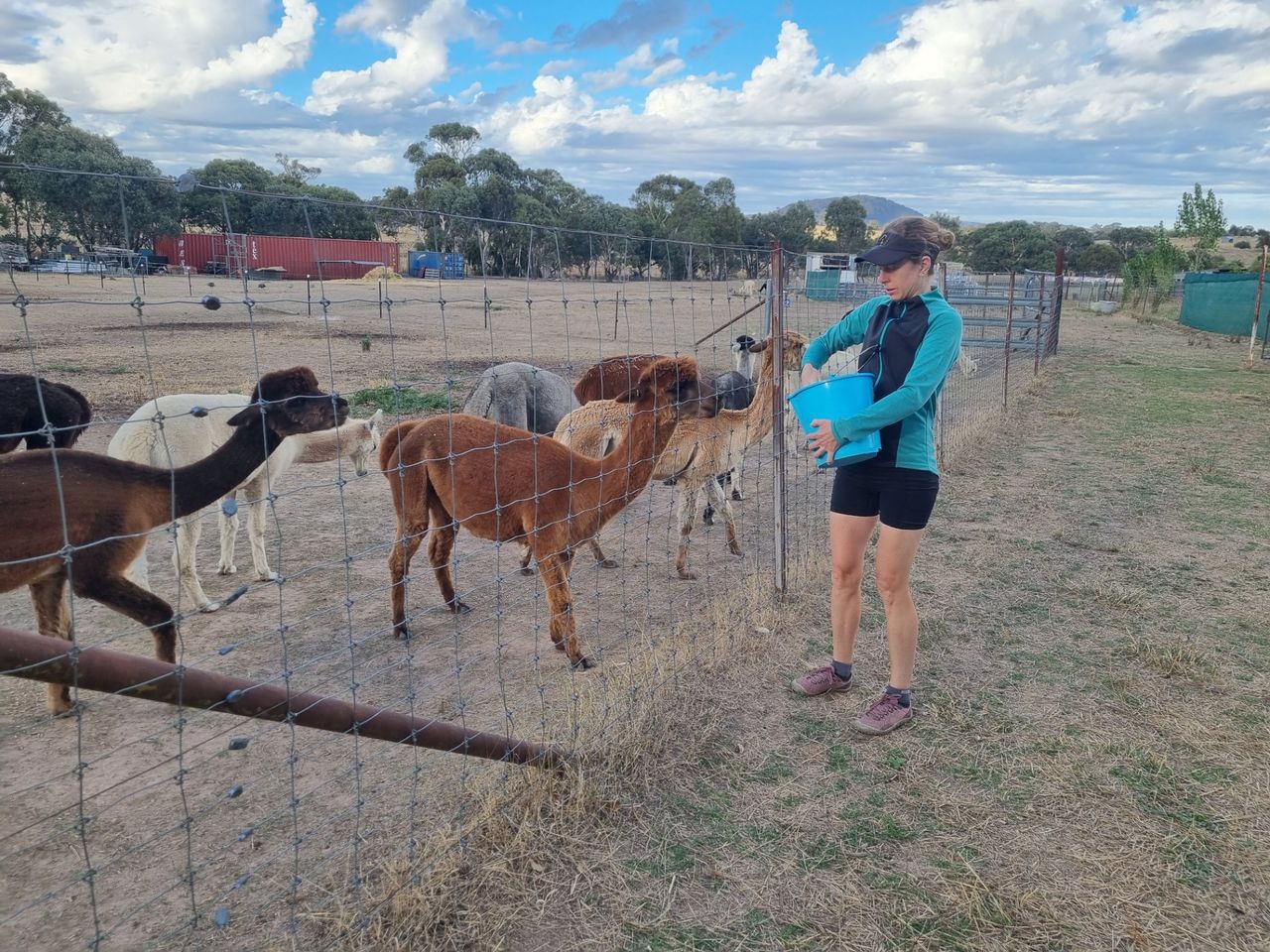 @conscoiuscat got to feed the Alpacas in the morning.