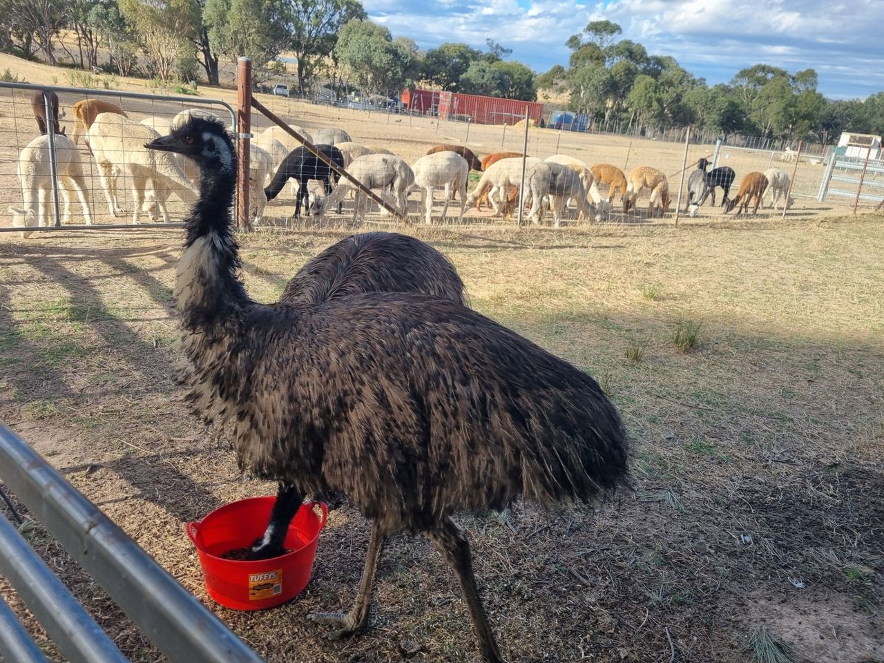 The owner likes to feed the male emus separately because they can get aggressive at mealtimes.