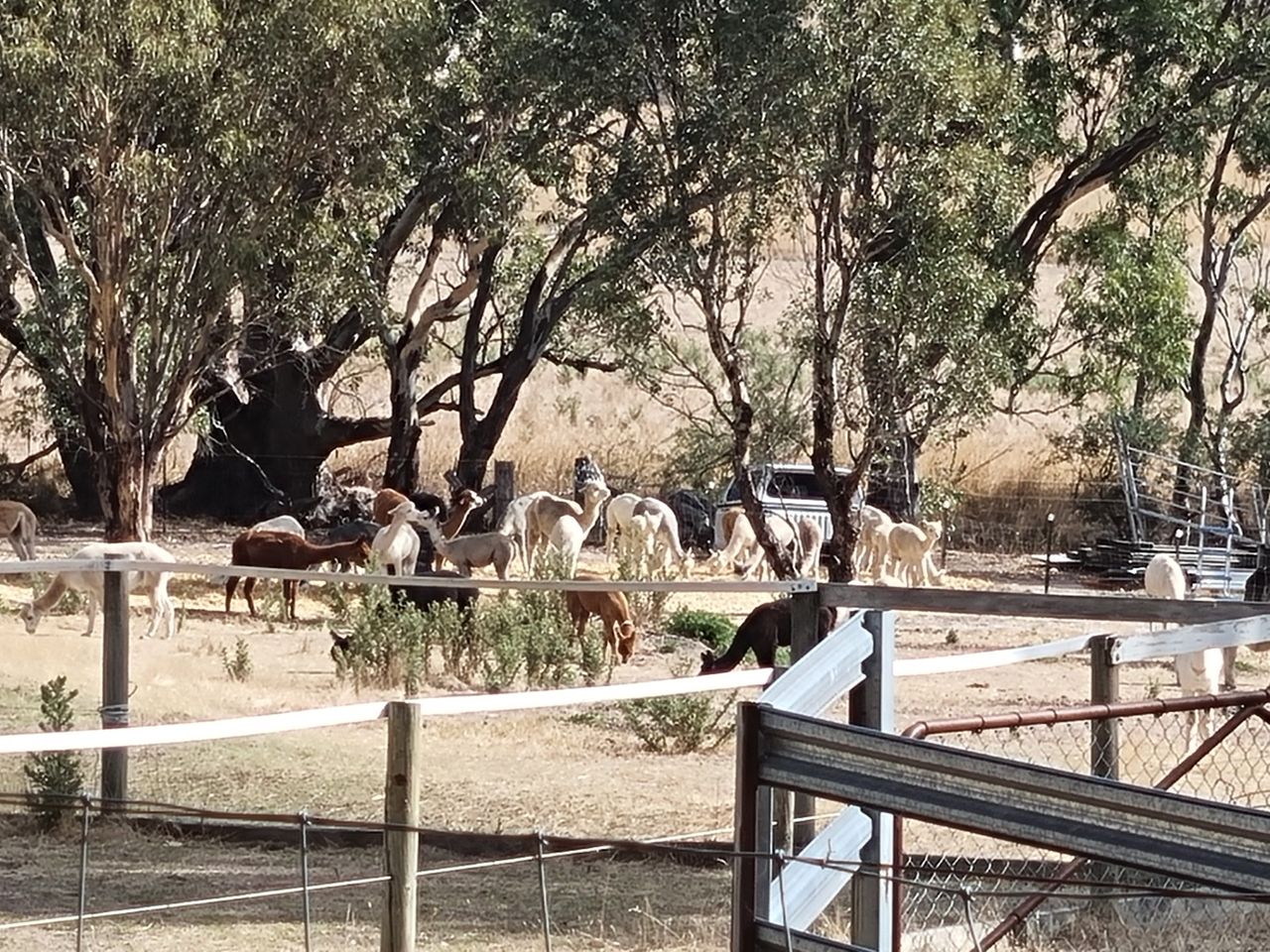 The Alpaca’s were introduced to Australia from Peru. Previously the farm was horses and before that a big sheep station. The land was owned by one family for a long time but eventually the last generation did not want to take it on, and it got sub divided. It all looked like a lot of hard work! The owner actually asked if we wanted to farm sit. They use woofers a bit too. I cannot imagine what it was like in the 1800s.
