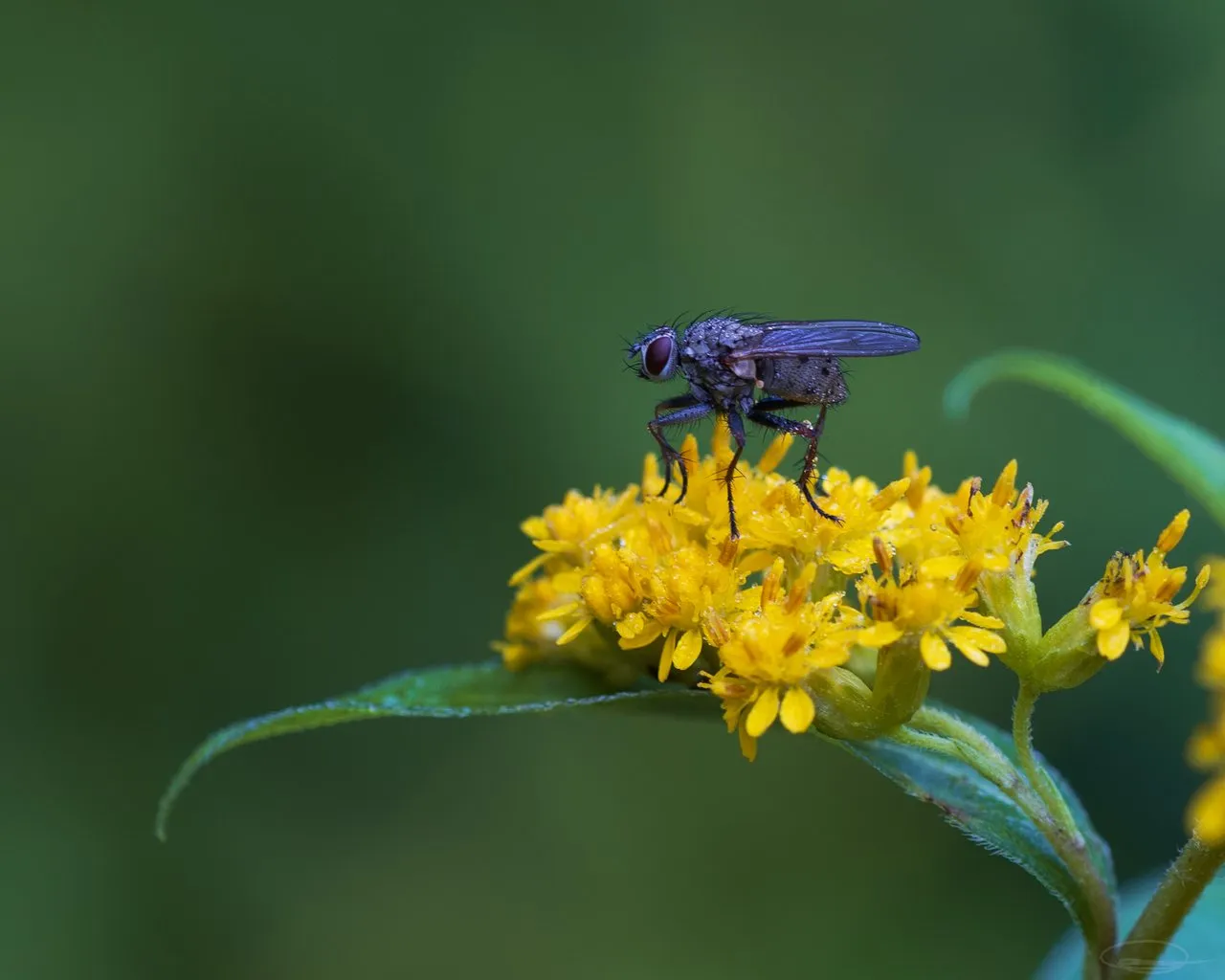 Macro of Fly on Yellow Flower