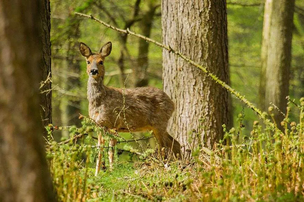 The_Sonian_Forest__Foret_de_Soignes_-Brussels-Belgium-00771a7f31ee42f1bab99b04a33f3d4f_c.jpg