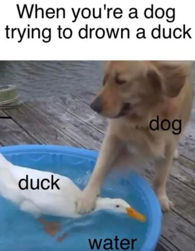WhenYouAreaDogTryingtoDrownaDuckFunnyDogMemesQuotesJokesPhotosImagesPictures.jpg