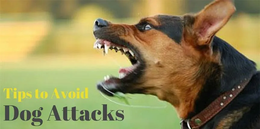 xd206cafc4b49a020857c02a6a288b46a_avoiding_dog_attacks-863-430-c.jpg.pagespeed.ic.pMqUGtlHfw.jpg