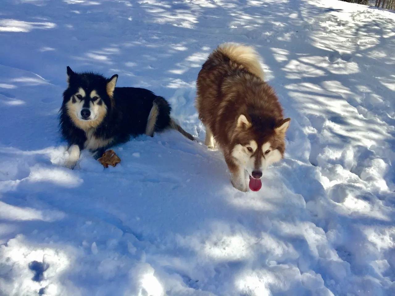 laying down in the snow