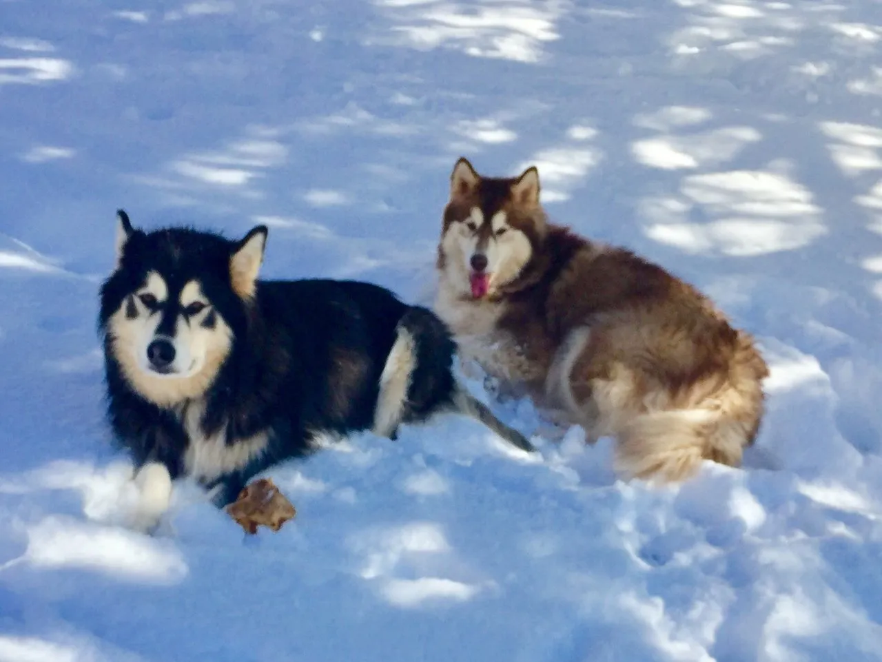 laying down in the snow2