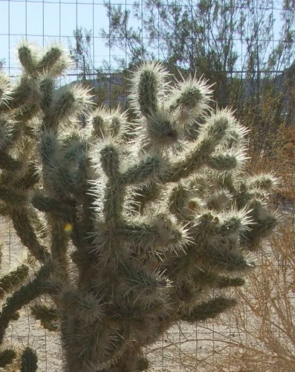 Cactus
