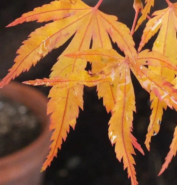 Leaves