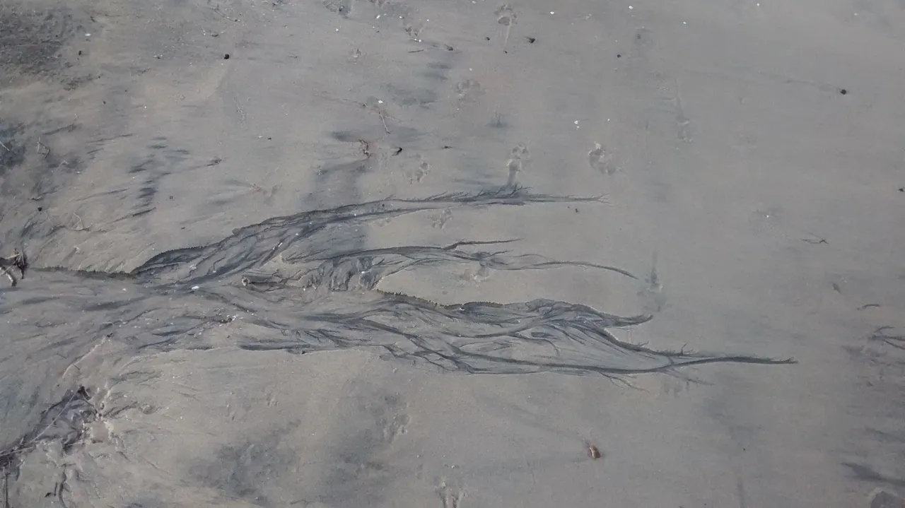 Branching Sand Patterns on the Beach-3