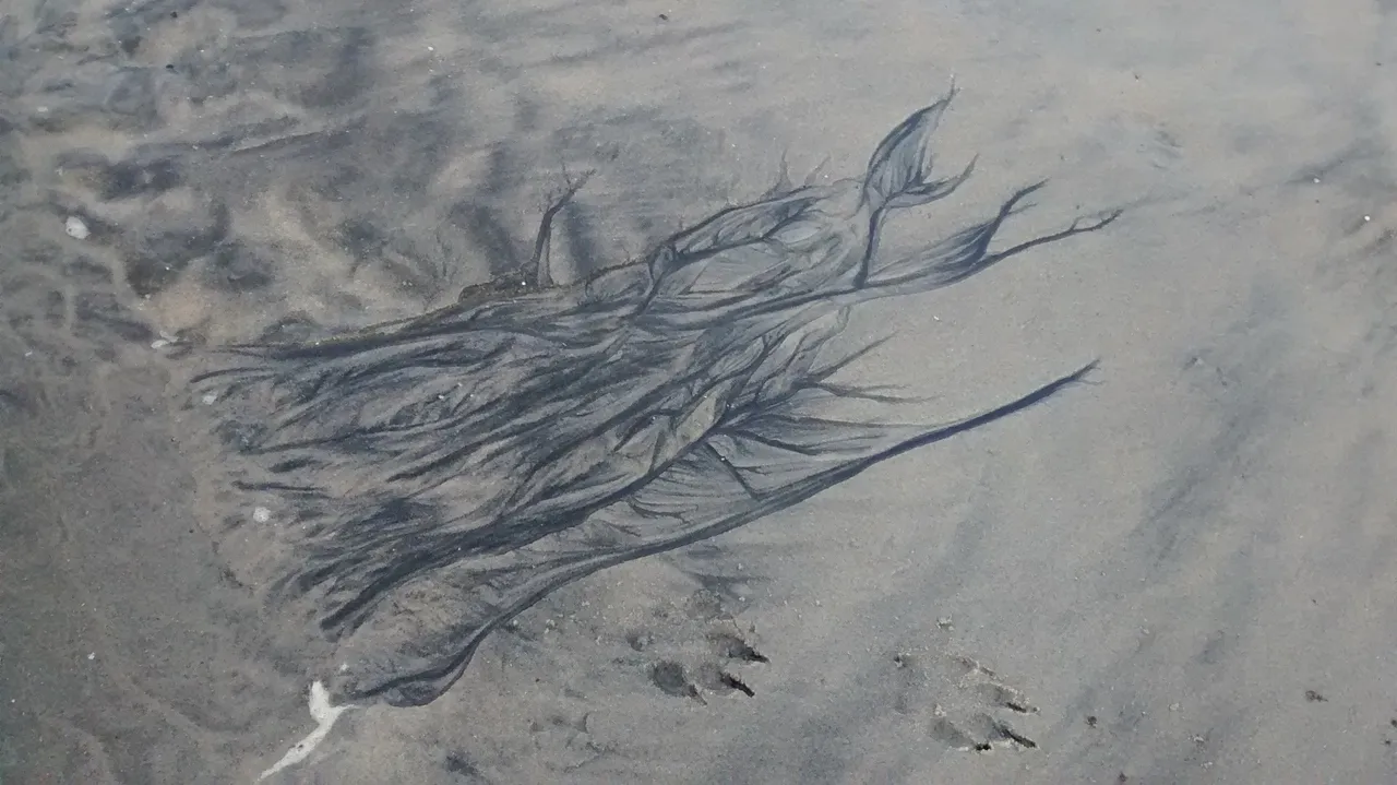 Branching, Plant-Like Sand Patterns on the Beach-2