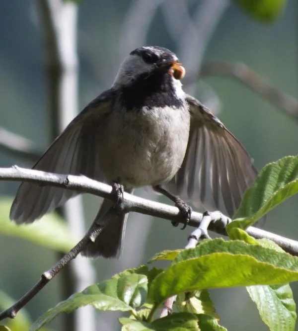 Sparrow