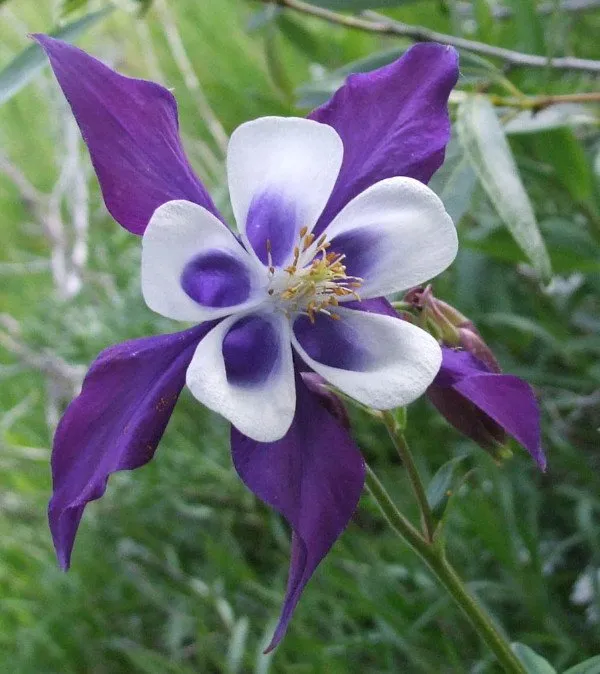 Columbine