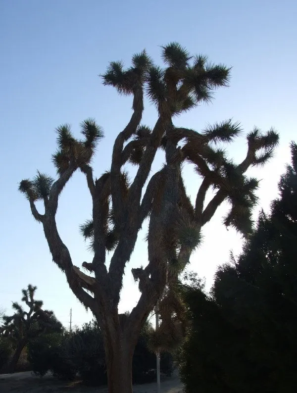 JoshuaTree