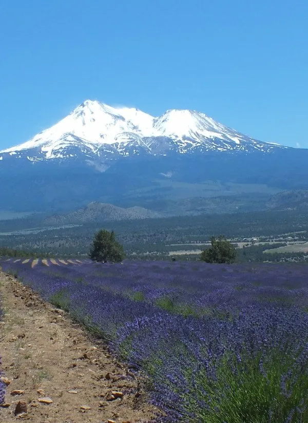 LavenderFarm