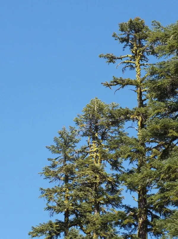 Trees
