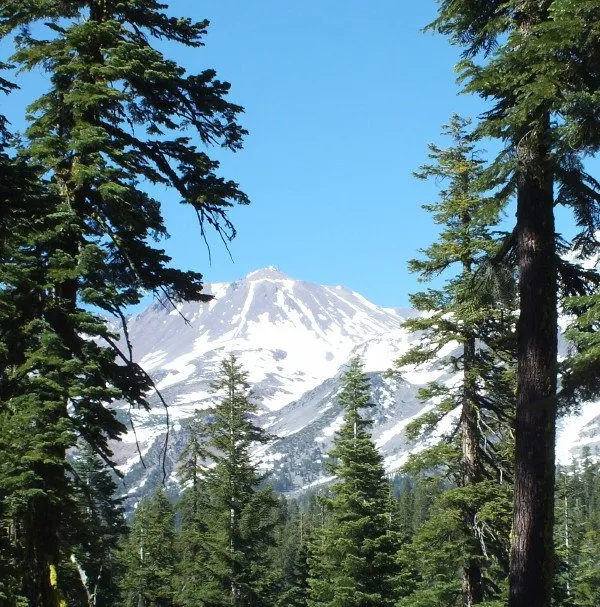 Trees