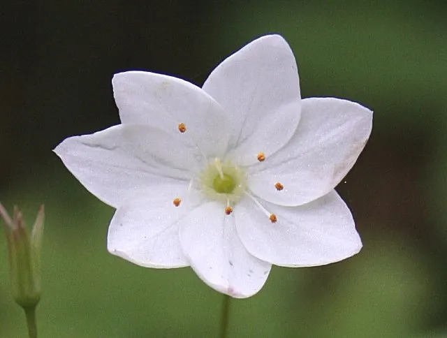 chickweed flower