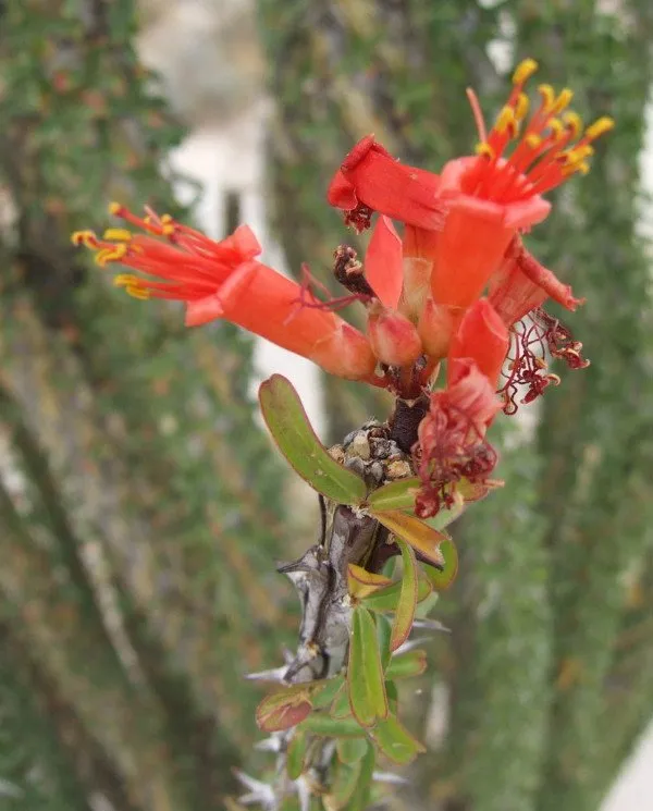 Cholla