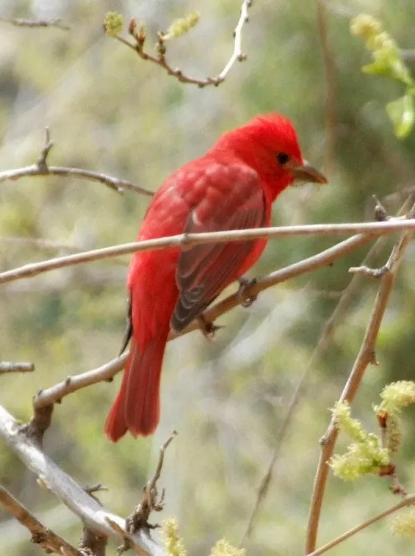 Tanager