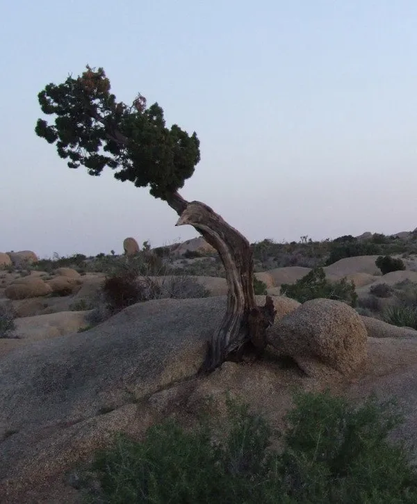 Juniper