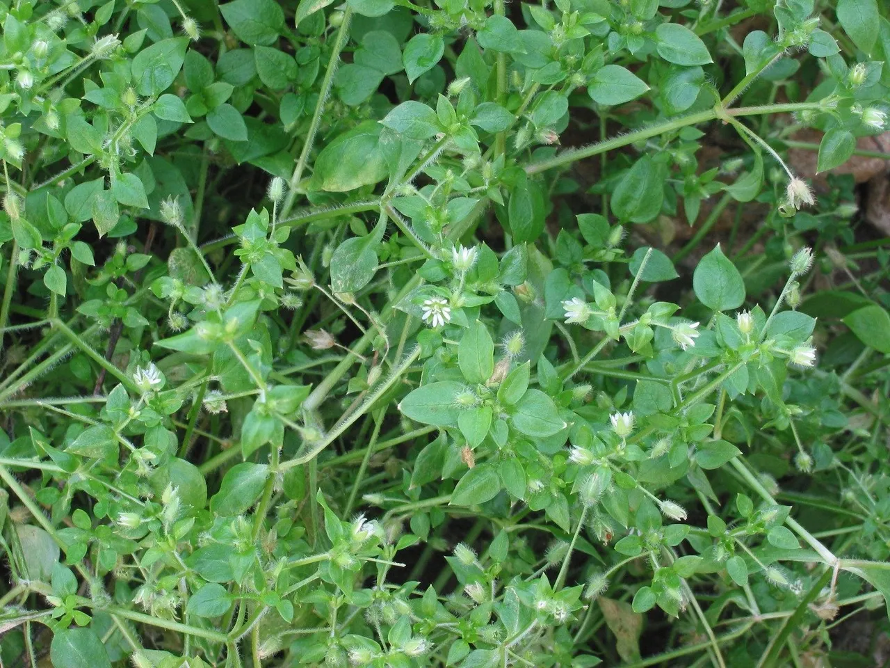 chickweed