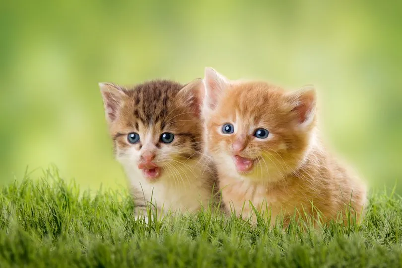 Kittens