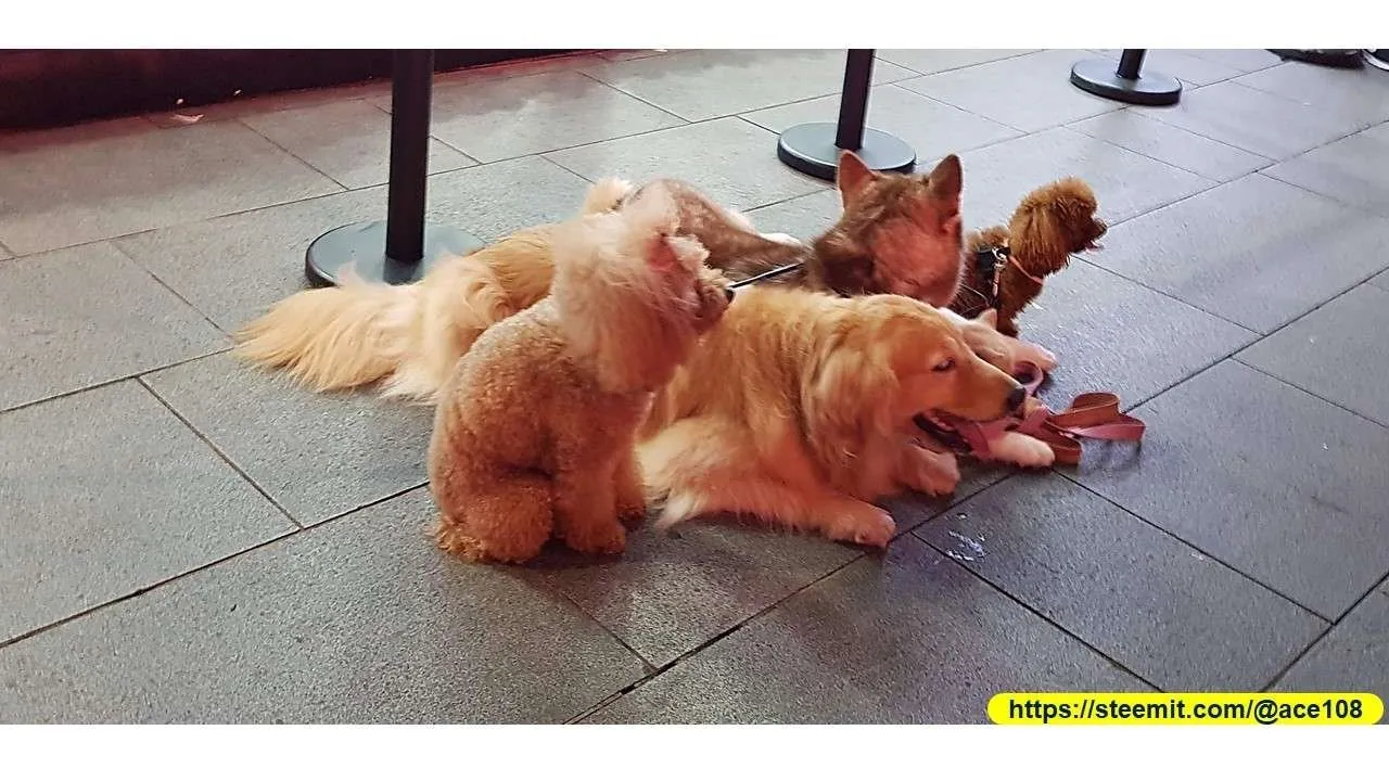 Dog