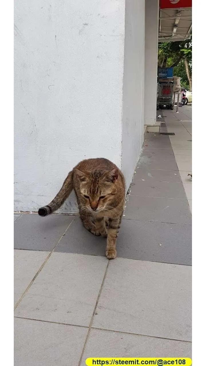 Cat20